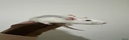Rat rodents for sale: Stardust  - Advert 1