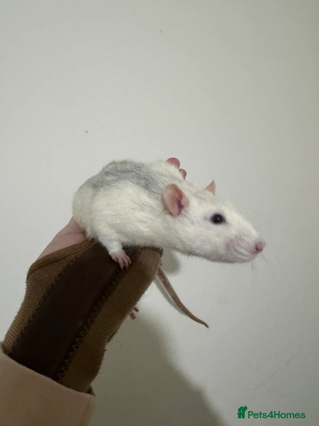 Rat rodents for sale: Stardust  - Advert 1