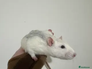 Rat rodents Stardust - Advert 2