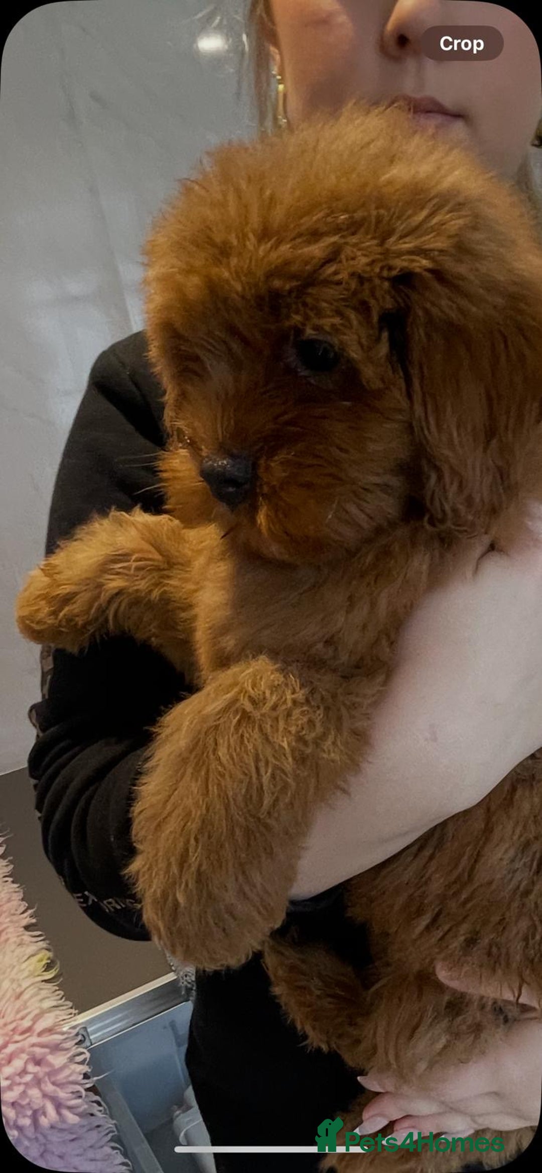 Cavapoo dogs for sale: Beautiful cavapoo puppies - Advert 5