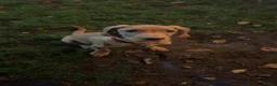 Springador dogs for sale: Male springador - Advert 1