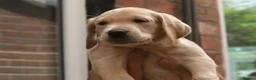 Labrador Retriever dogs for sale: 2 Yellow dog pups available - Strong working lines - Advert 4