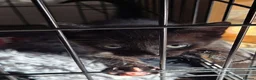 Mixed Breed cats for sale: Gorgeous kittens, mixed breed, boys and girls  - Advert 5