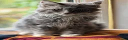 Maine Coon cats for sale: Stunning Gccf reg maine coon kittens  - Advert 14