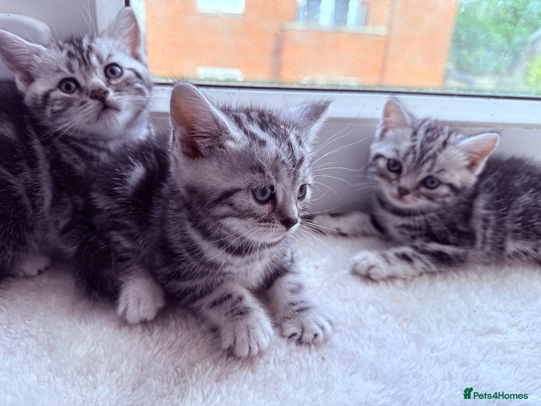 British Shorthair cats for sale: GCCF Rare Show Quality BSH Silver Tabby Kittens - Image 8