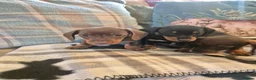 Miniature Dachshund dogs for sale: 3 Smooth haired Miniature Dachshund boys - Advert 3