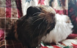 Guinea Pig rodents for sale: Very cute pair of boy guinea pigs ready now  - Advert 7