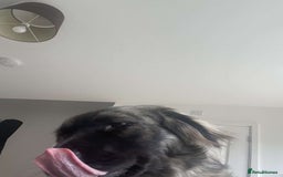 Caucasian Shepherd Dog dogs for sale: Caucasian shepard bitch for sale - Image 4