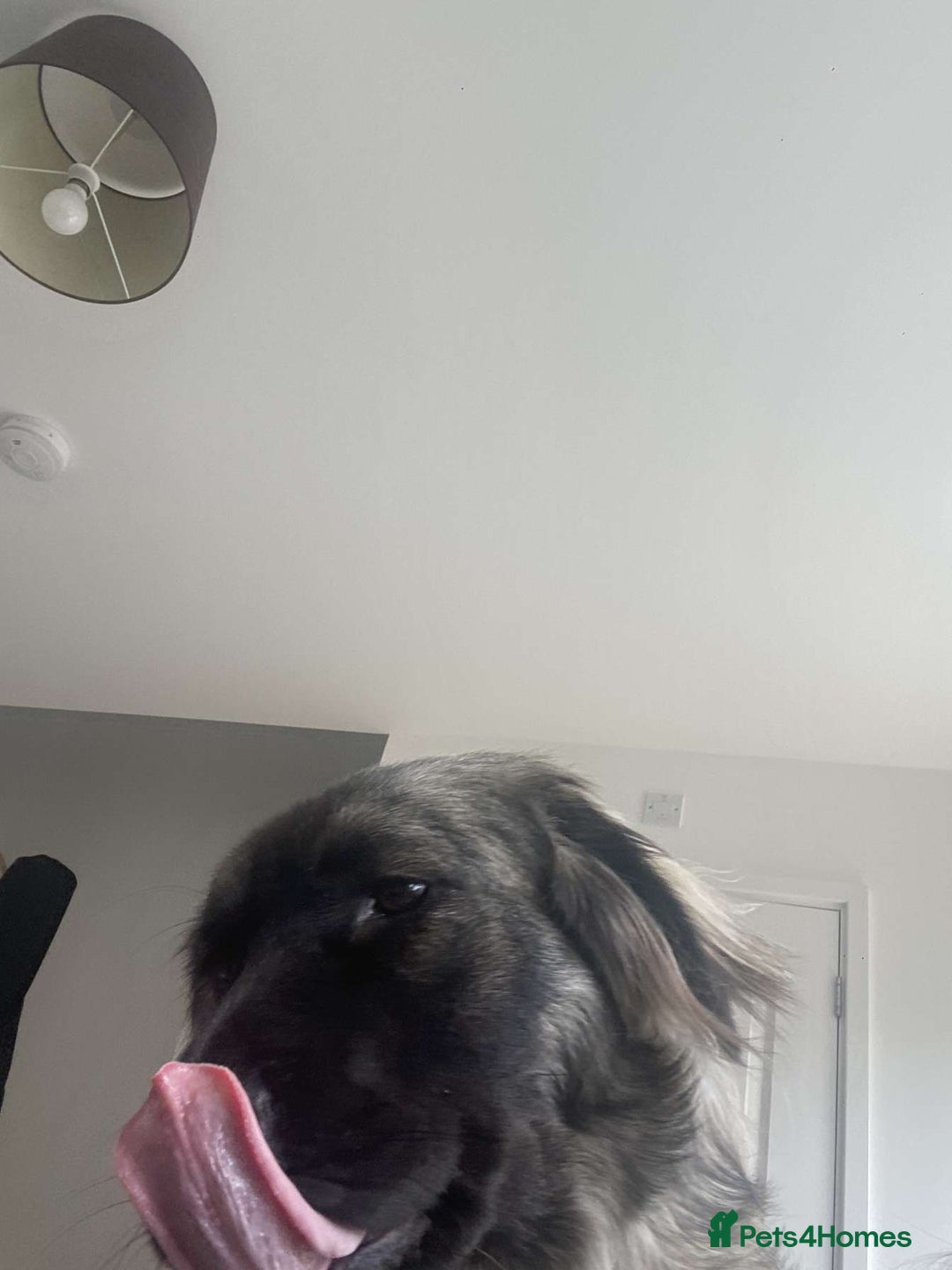 Caucasian Shepherd Dog dogs for sale: Caucasian shepard bitch for sale - Image 4