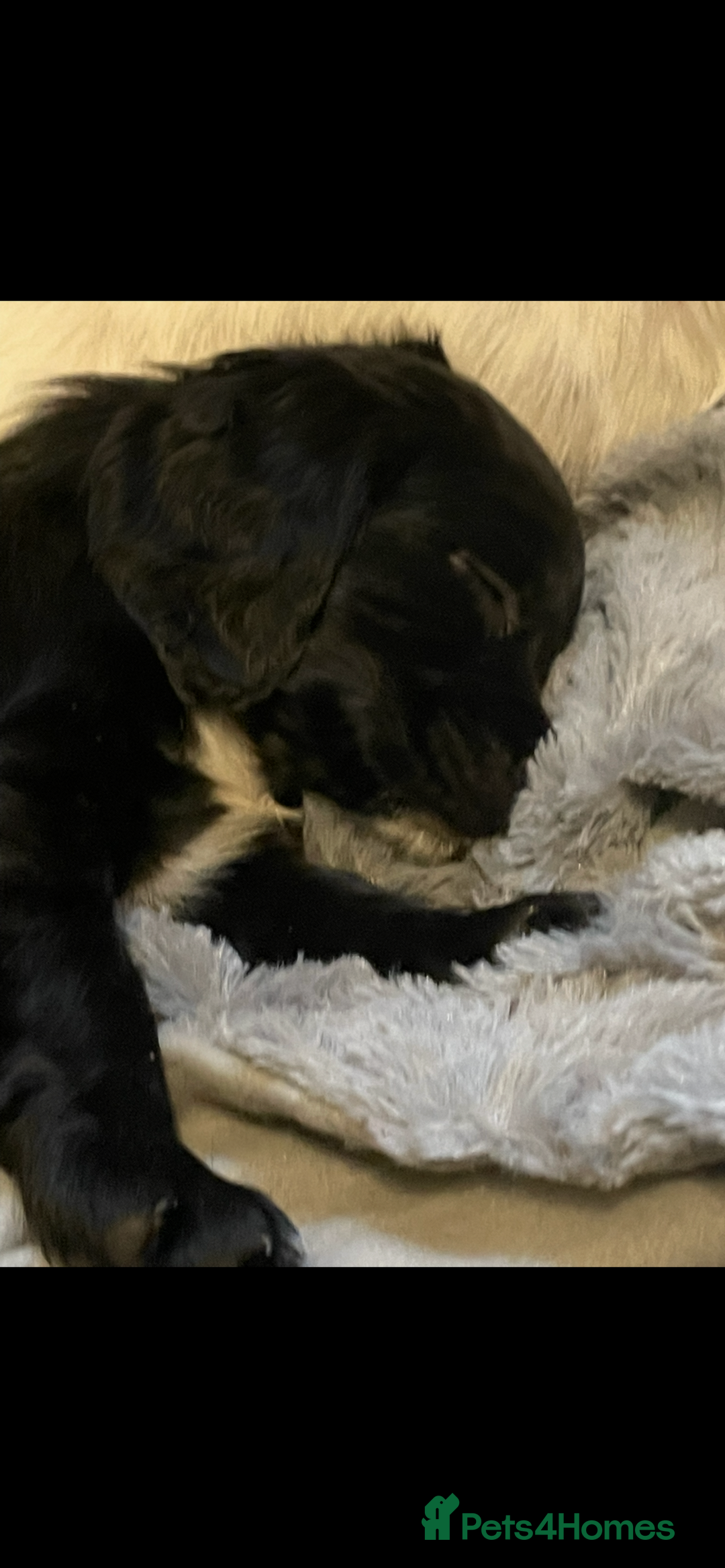 Cocker Spaniel dogs for sale: KC Registered Cocker Spaniels  - Image 16