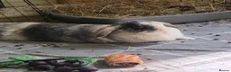 Harlequin rabbits for sale: Rabbit rehoming. in Preston - Advert 3