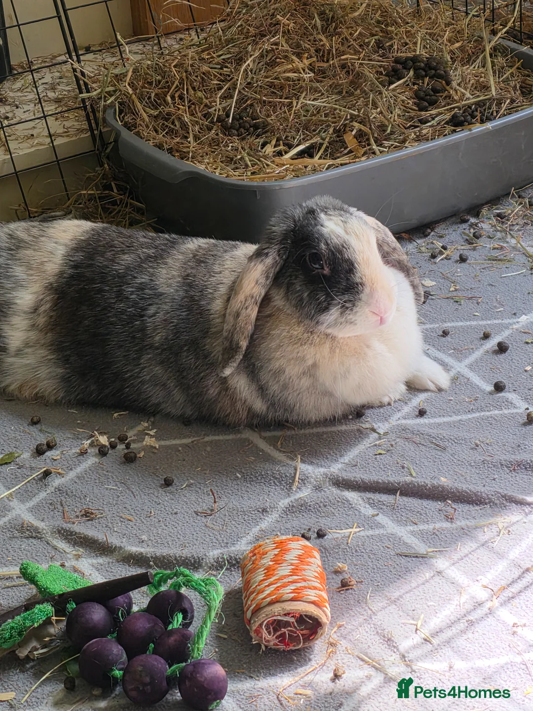 Harlequin rabbits for sale: Rabbit rehoming. in Preston - Advert 3