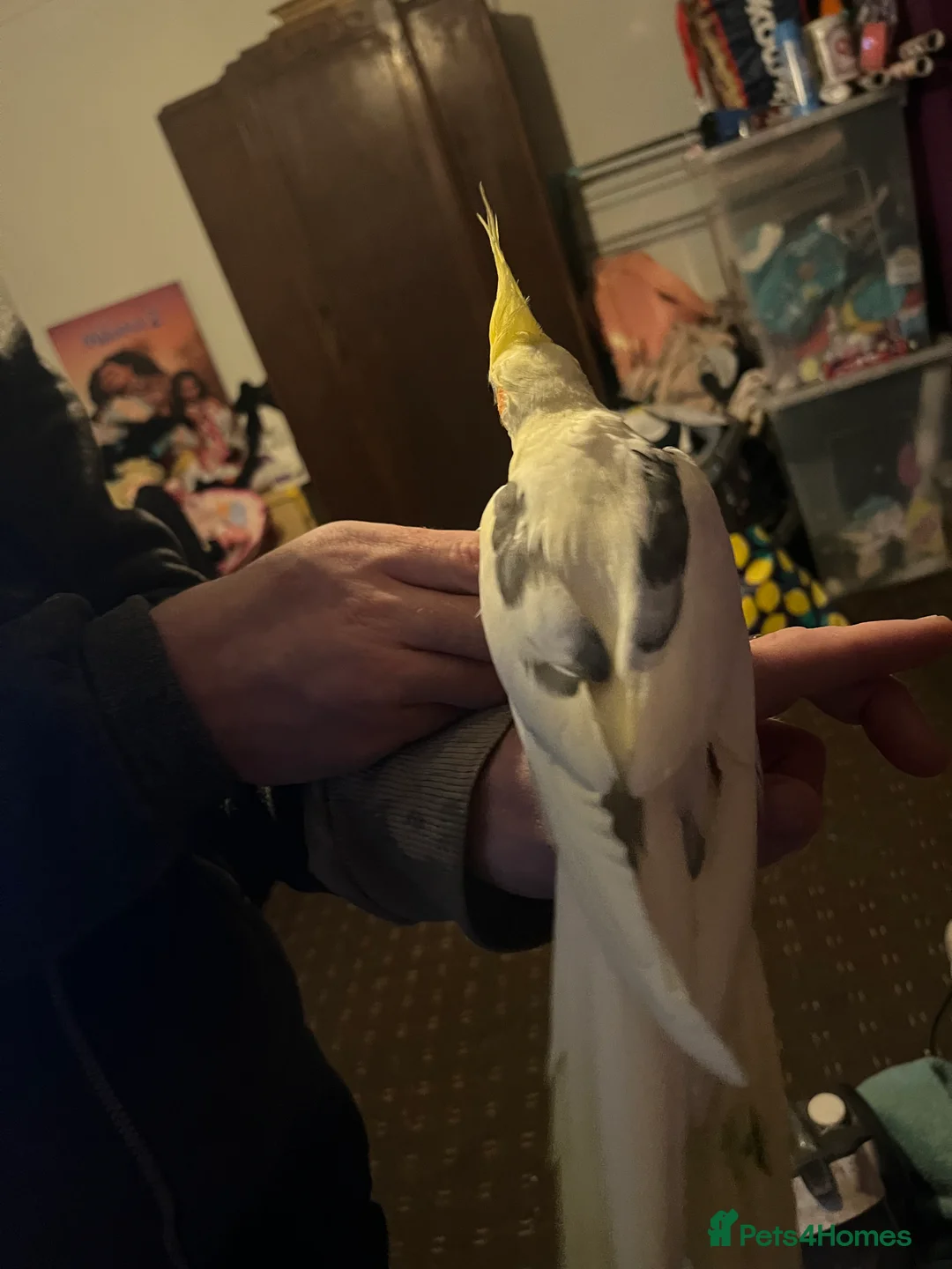 Cockatiels birds for sale: Hand tame cockatiels  - Advert 3