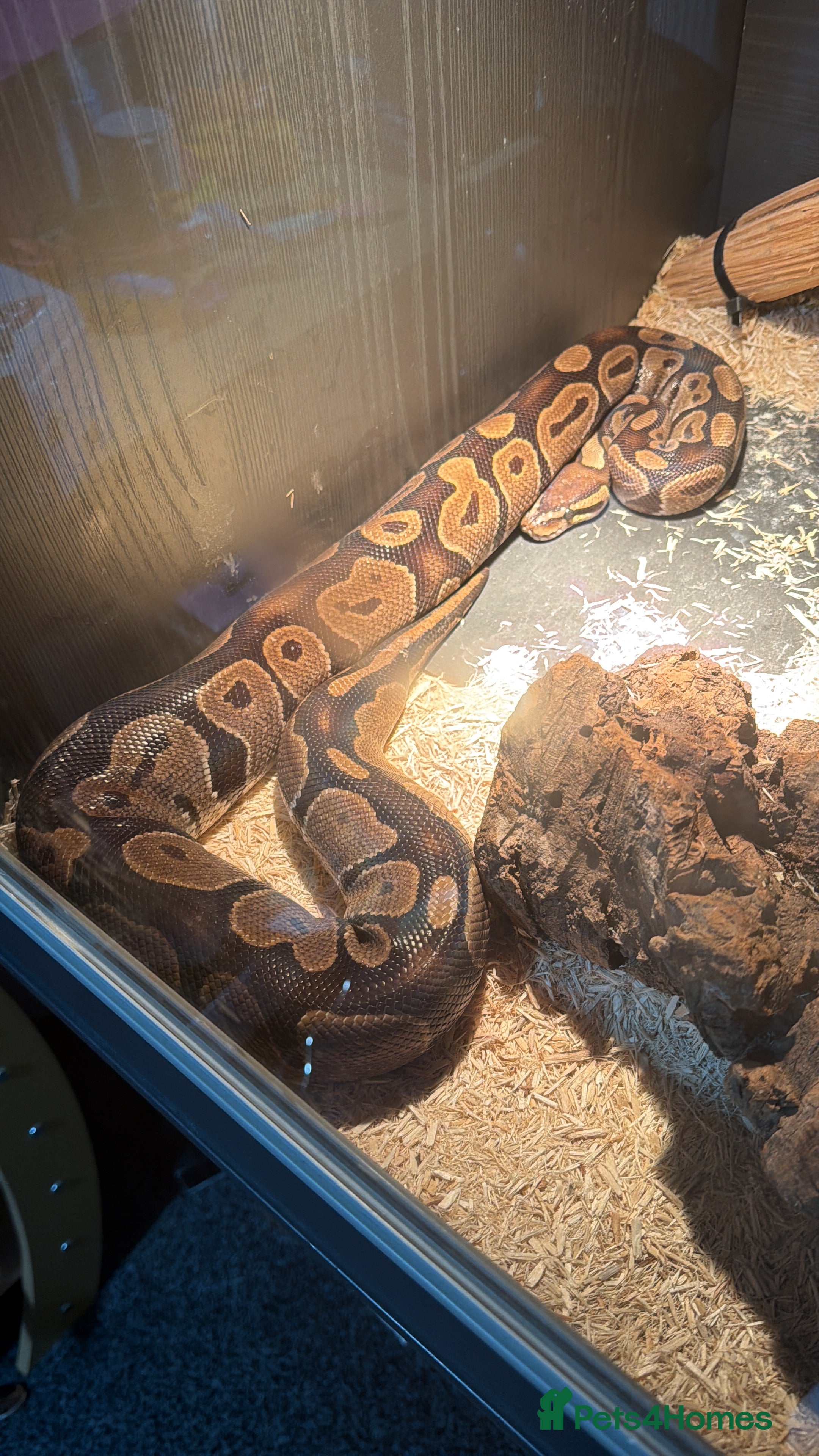 Mixed Breed reptiles Royal python and corn snake for sale in Chester  - Advert 3