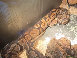 Mixed Breed reptiles Royal python and corn snake for sale in Chester - Advert 7