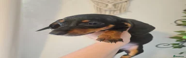 Dachshund Puppy 4