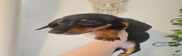 Dachshund dogs for sale: Beautiful Dachshunds - Advert 12