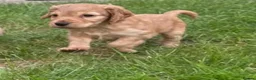 Cocker Spaniel dogs for sale: Cocker spaniel puppies - Advert 5