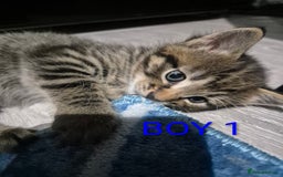 Mixed Breed cats for sale: kittens - Image 20