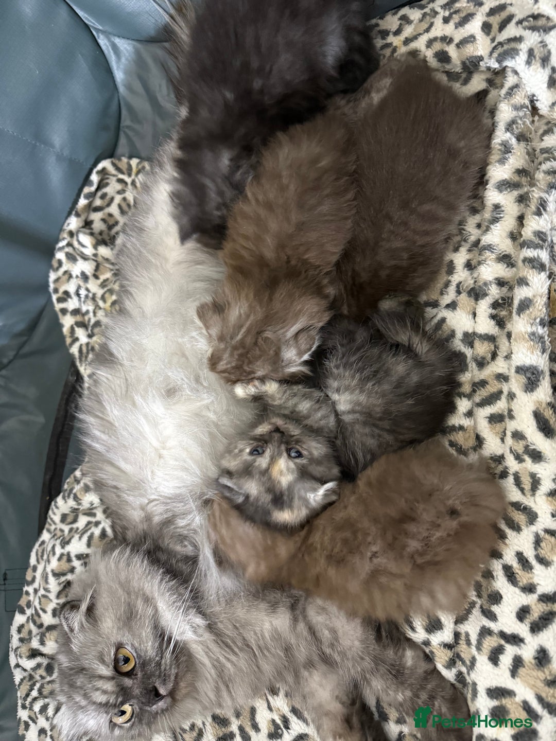 British Shorthair cats for sale: BSH x Fold stunning show kittens  - Advert 2