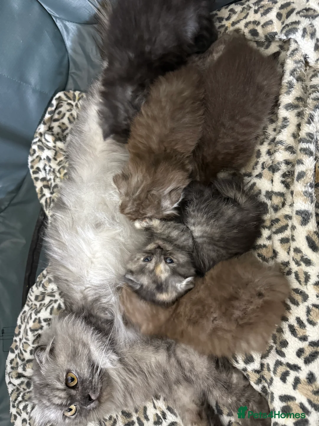 British Shorthair cats for sale: BSH x Fold Show quality choc boy  - Advert 4