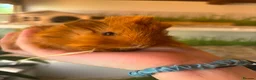 Guinea Pig rodents for sale: Peruvian, Sheltie & Alpaca Guinea Pig baby boars - Advert 5