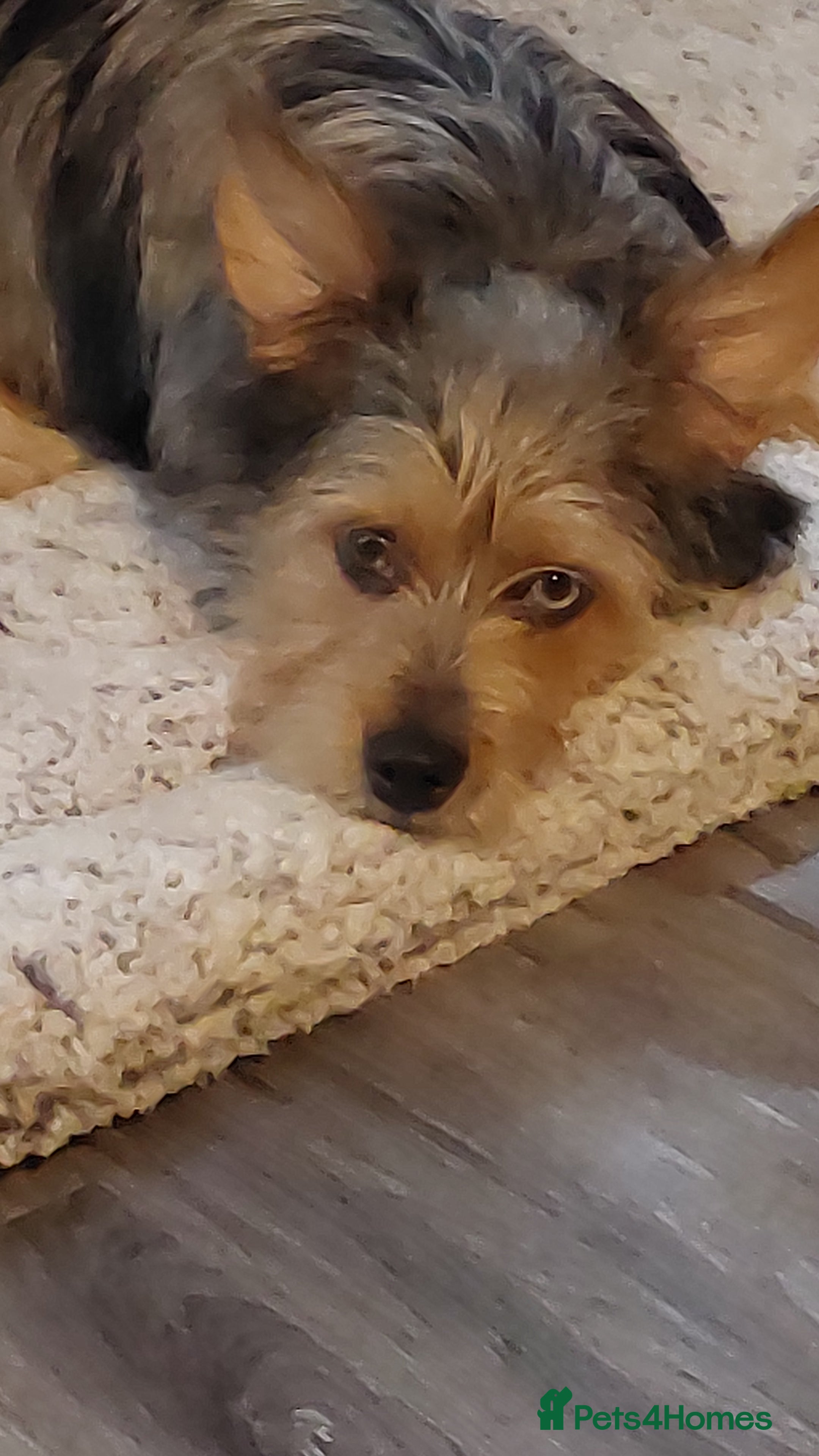 Chorkie dogs Beautiful Boy looking for his forever home  - Advert 1