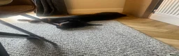 Rottweiler dogs for sale: 6 month old Rottweiler looking for loving home  - Advert 4
