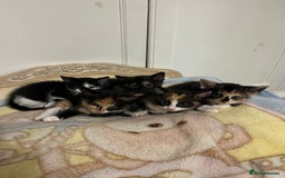 Mixed Breed cats for sale: Beautiful kittens ready for new loving homes  - Advert 23