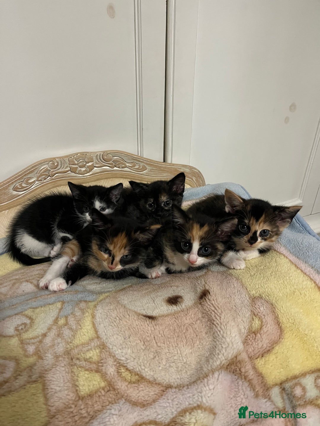 Mixed Breed cats for sale: Beautiful kittens ready for new loving homes  - Advert 23