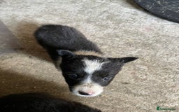 Welsh Collie dogs for sale: Welsh collie pups for sale  - Image 2