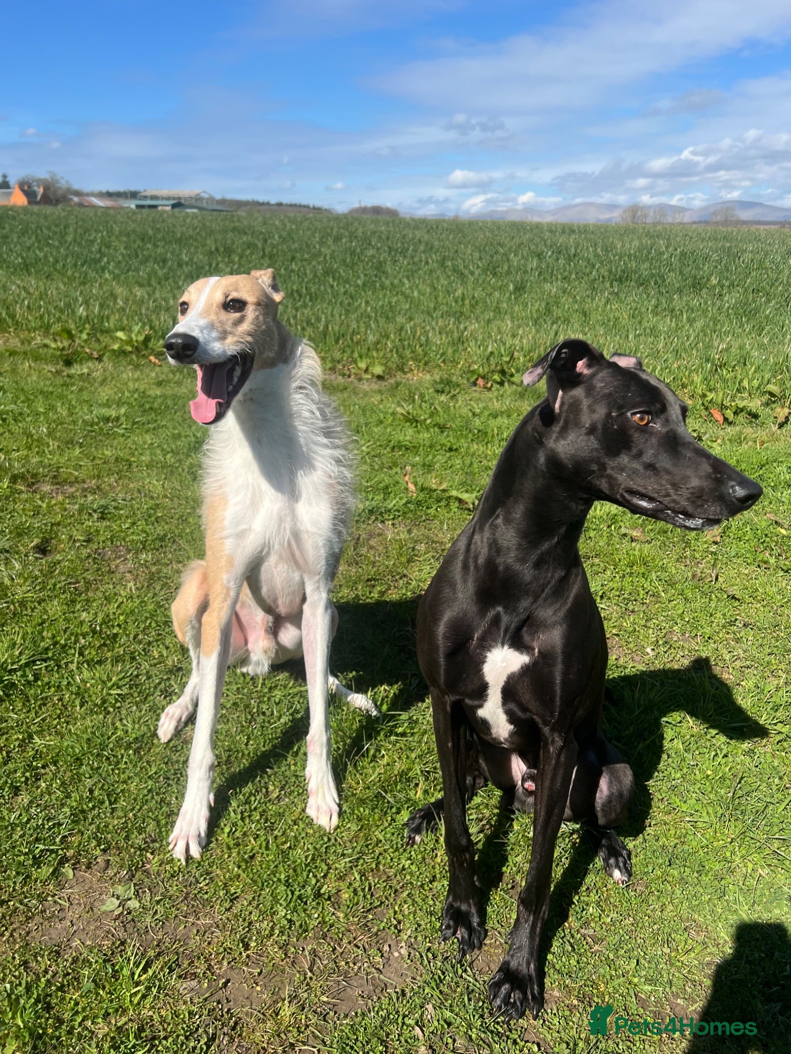 Lurcher dogs Maui needs a home - Advert 9