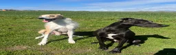 Lurcher dogs for sale: Maui needs a home - Advert 1