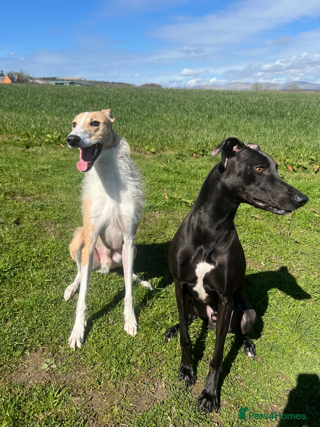 Lurcher dogs for sale: Maui needs a home - Advert 1