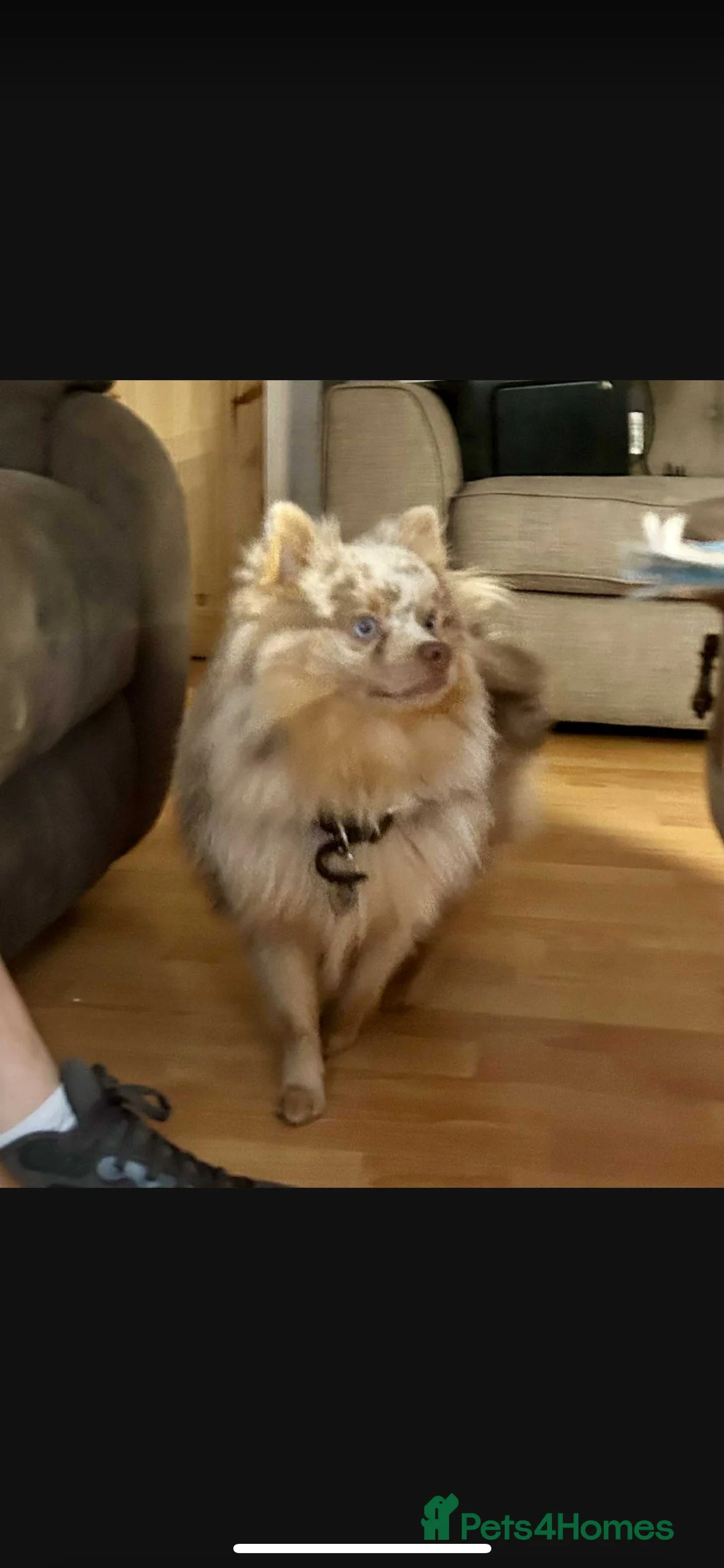 Pomsky dogs for sale: 2 year old pomsky for rehoming  - Advert 2