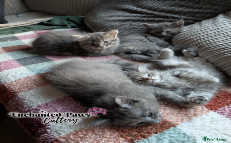 Ragcoon cats - Advert 1