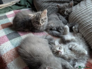 Ragcoon cats - Advert 2