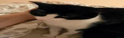 Domestic Shorthair cats for sale: Lovely Cat - Advert 3