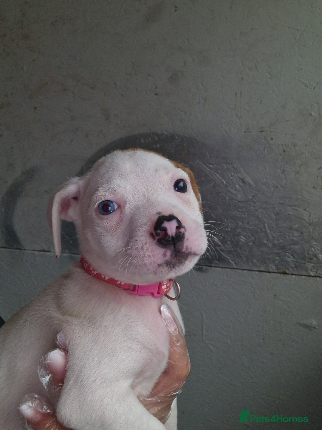 American Bulldog dogs for sale: American  bulldog  pups - Image 31