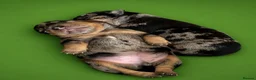 Jack Russell dogs for sale: 🐾1 Merle Jack Russell Girl & 1 black & tan boy  - Advert 40