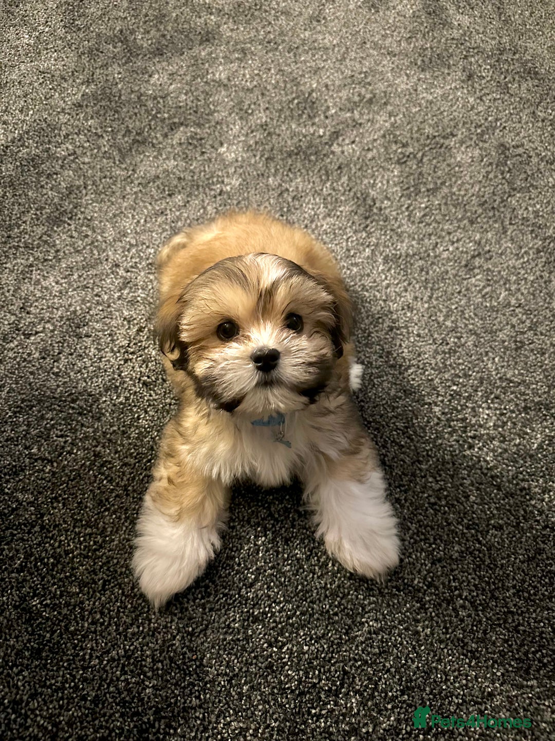 Lhasa Apso dogs for stud: KC Registered Lhasa Apso Stud - Advert 21