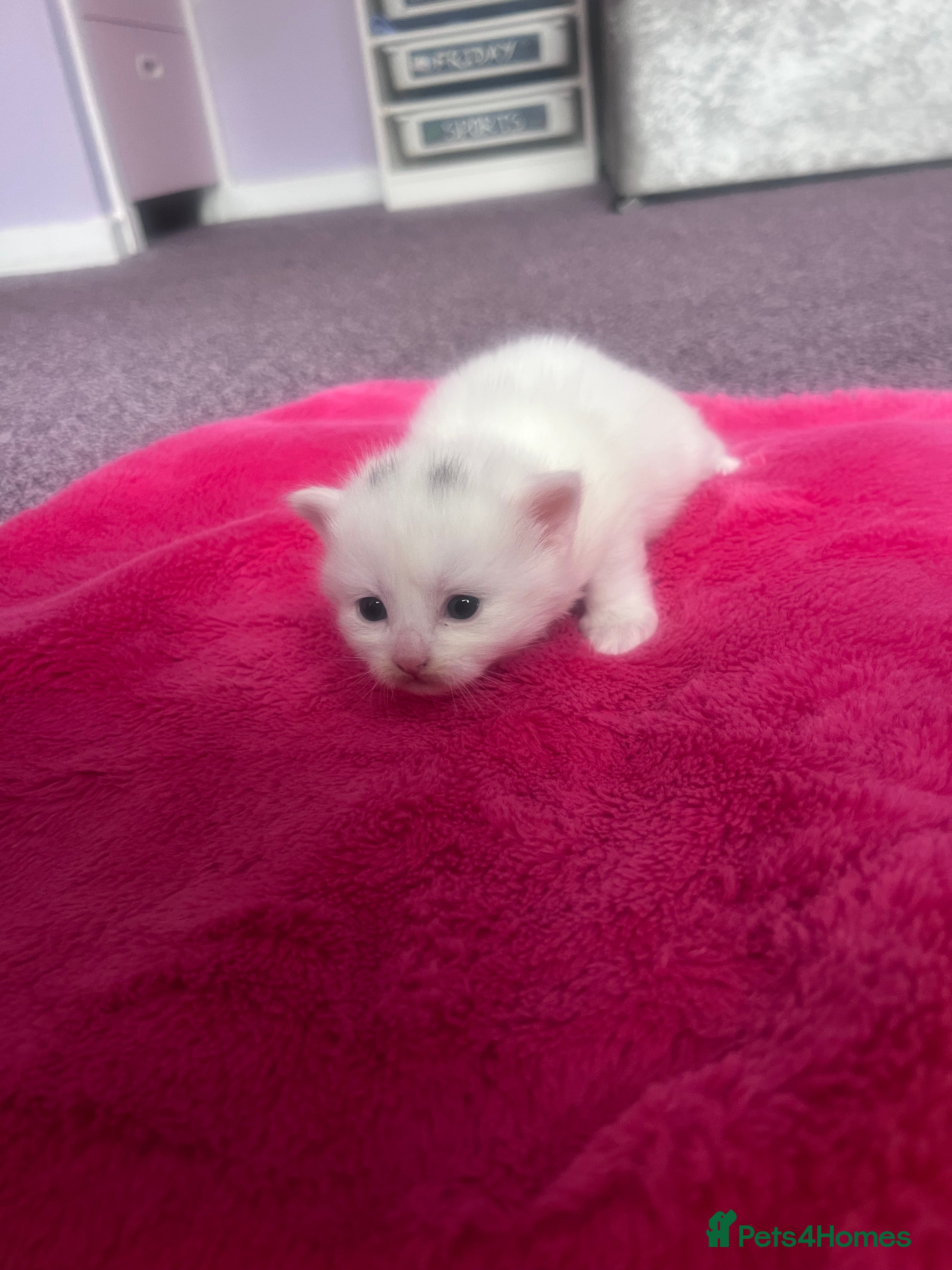 Mixed Breed cats Long haired white male kitten  - Advert 2
