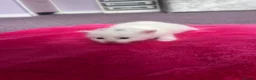 Mixed Breed cats for sale: Long haired white male kitten  - Advert 3