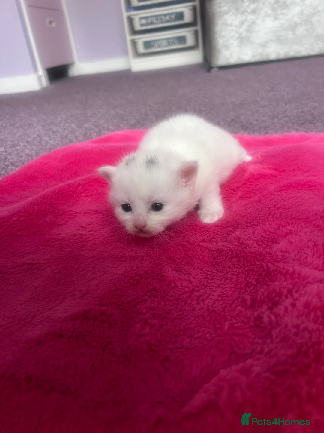 Mixed Breed cats for sale: Long haired white male kitten  - Advert 3