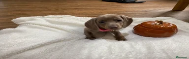Miniature Dachshund 6