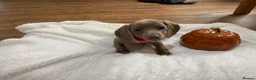 Miniature Dachshund dogs for sale: 6 beautiful miniature dachshunds for sale  - Advert 9