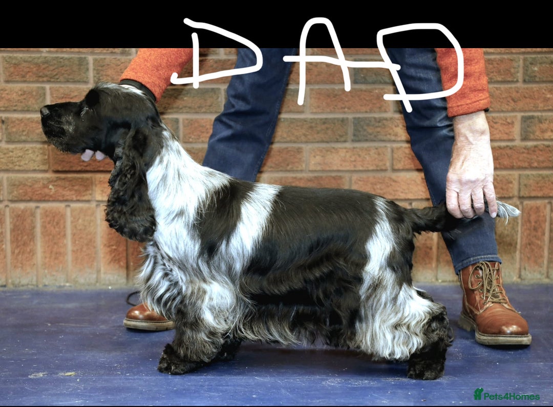 Cocker Spaniel dogs for sale: READY NOW Show potential cocker pups black white in Birmingham - Image 19