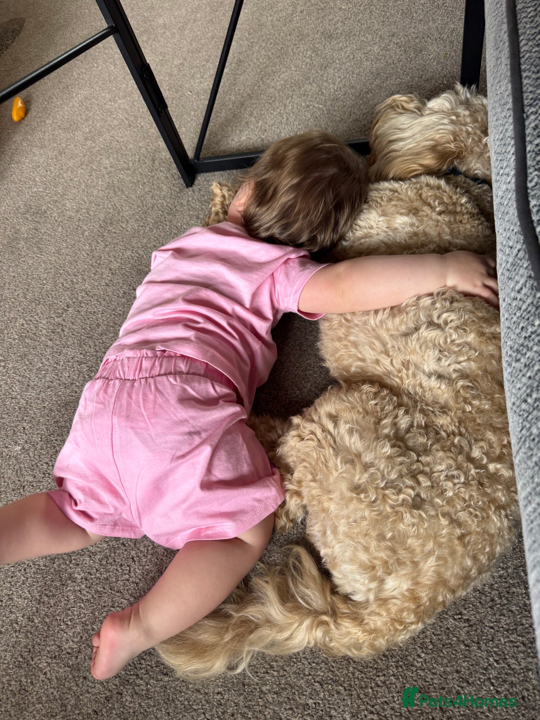 Cockapoo dogs for sale: Male 2 year old cockapoo  - Image 4