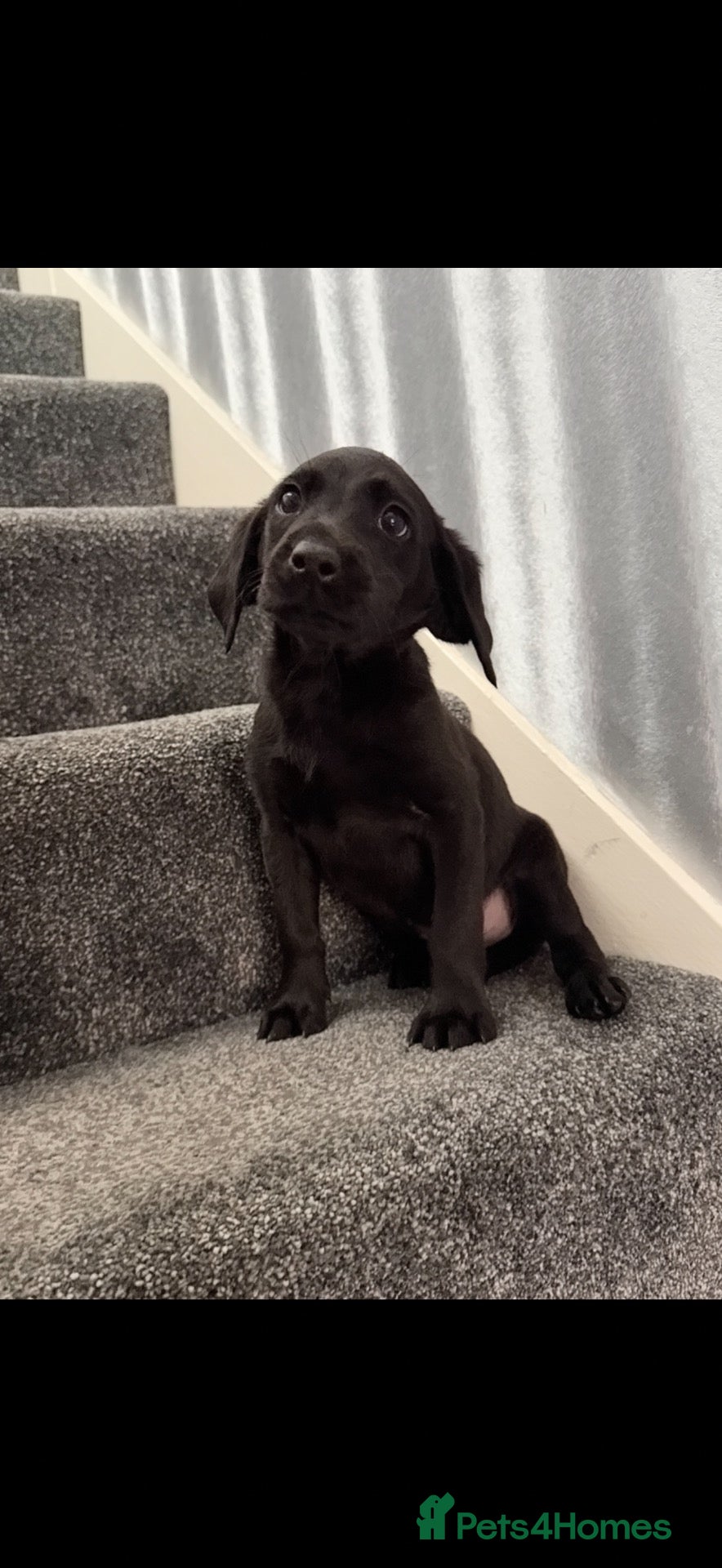 Labrador Retriever dogs Ready now health tested Labrador pups trial lines - Advert 6