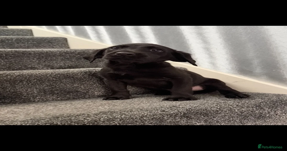 Black labrador Labrador Retriever Puppies for sale | Pets4Homes